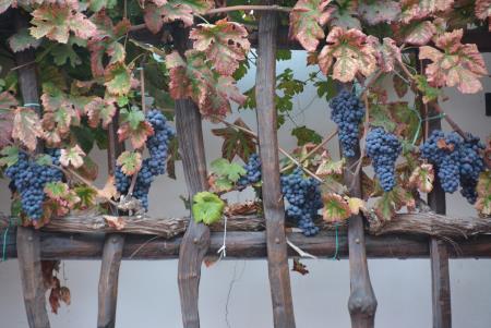 Potomka najstarejše trte na svetu v atriju Mestne hiše Ljutomer